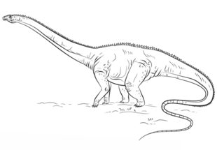 Dinosaurier - Diplodocus zeichnen lernen schritt für schritt tutorial 8