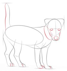 Hund - Terrier zeichnen lernen schritt für schritt tutorial 5