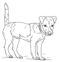 Hund - Terrier zeichnen lernen schritt für schritt tutorial 8