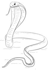 Schlange - Kobra zeichnen lernen schritt für schritt tutorial 8