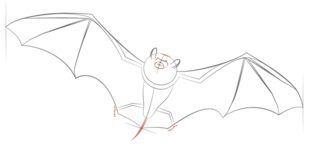 Fledermaus zeichnen lernen schritt für schritt tutorial 6