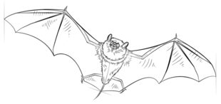 Fledermaus zeichnen lernen schritt für schritt tutorial 8