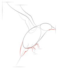 Vogel - Hüttensänger zeichnen lernen schritt für schritt tutorial 4