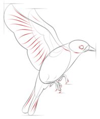Vogel - Hüttensänger zeichnen lernen schritt für schritt tutorial 7