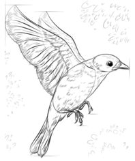 Vogel - Hüttensänger zeichnen lernen schritt für schritt tutorial 8