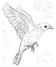 Vogel - Hüttensänger zeichnen lernen schritt für schritt tutorial 9