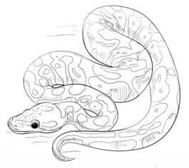 Schlange – Python zeichnen lernen schritt für schritt tutorial 7